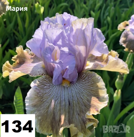 Сортови вискоки ириси /брадати ириси, снимка 6 - Сортови семена и луковици - 46410628