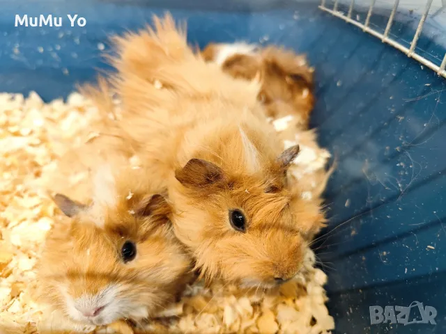 Морски свинчета , снимка 5 - Морски свинчета - 47800489