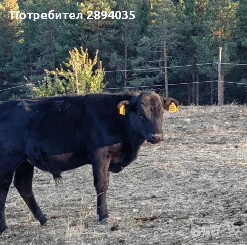 телета от 3 месеца и половина до 7, снимка 10 - Крави - 56110206