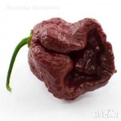 Семе семена от най-лютите чушки в света 1. Люта чушка Каролина Рийпър Carolina Reaper е най-лютия со, снимка 6 - Други - 39436876