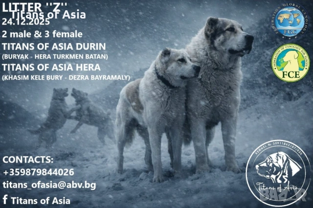 Кученца САО , АЛАБАЙ , Туркменски Вълкодав