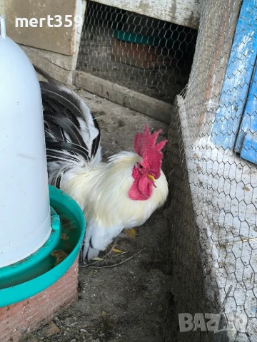  петел Шабо декоративни , снимка 2 - Кокошки и пуйки - 48935777