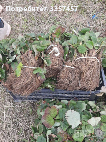 Prodavam korencheta celogodishni qgodi 2 sorta Murano i Malga, снимка 3 - Разсади - 44673036