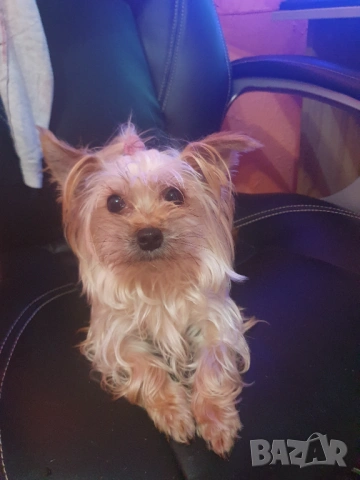  Мини Йорки женска