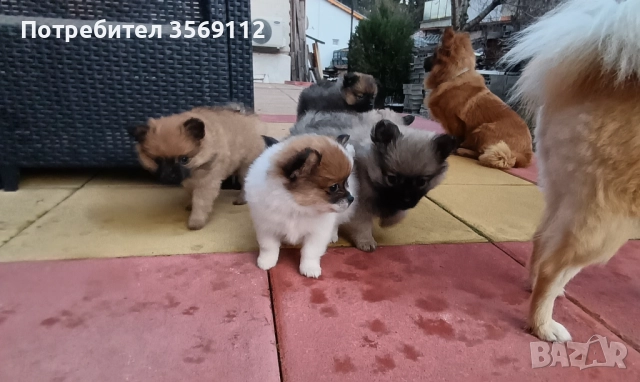 Продавам, снимка 6 - Померан - 52849823