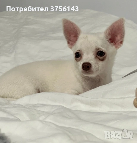 Мини Чихуахуа Момиченце