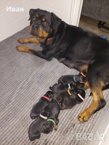 Ротвайлер за разплод, снимка 13 - Ротвайлер - 53155952
