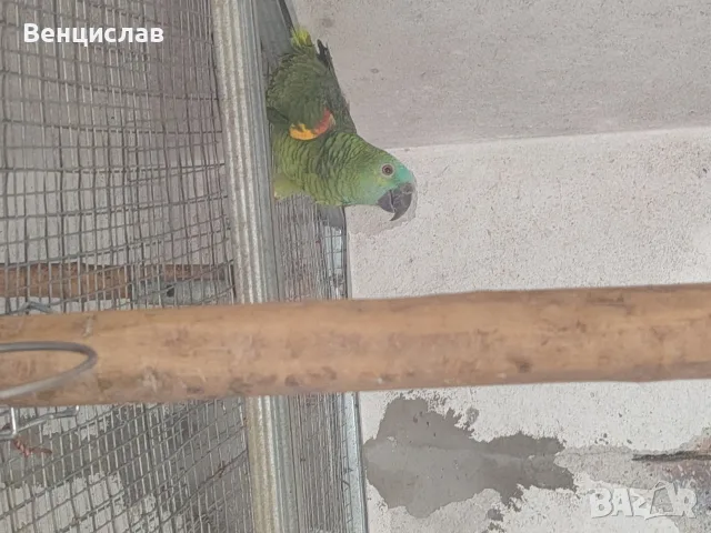 какаду и синьочела амазона, снимка 4 - Папагали - 56113468
