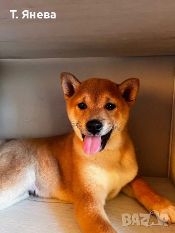 Породисто кученце , снимка 3 - Шиба ину - 53124305