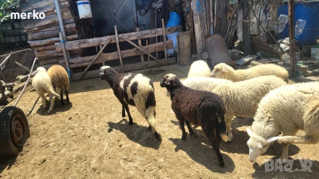 Продавам агнета., снимка 1