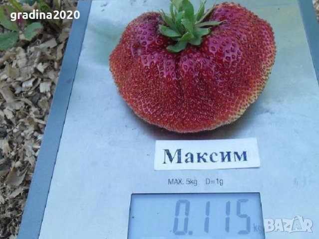 Ягода Максим - Strawberry Maxim Ягода гигант с прекрасен вкус и лесна за отглеждане, снимка 4 - Разсади - 39566638