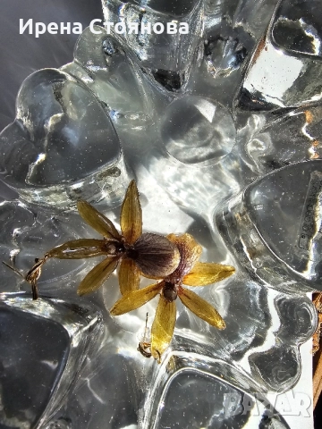 Обеци с естествен цвят на орхидея Камбриа, снимка 8 - Обеци - 52364889