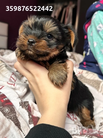 Йоркшир , снимка 2 - Йоркширски териер - 53721359