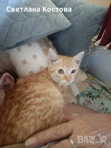 търсим спешно дом малко коте на два месеца, снимка 2 - Ангорски - 52506492