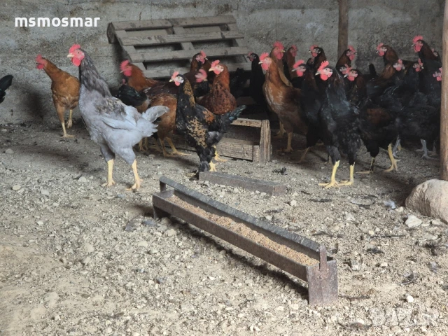 Петлета на 7 месеца, снимка 1