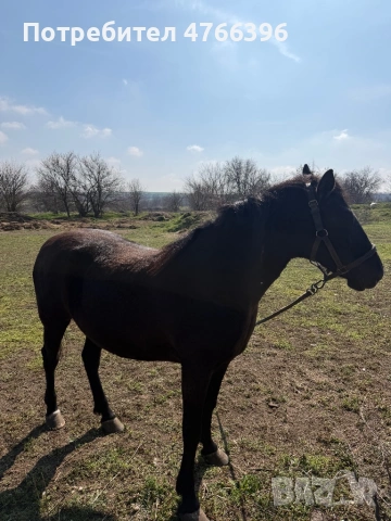 Кобила Дунавка , снимка 3 - Коне - 53846518