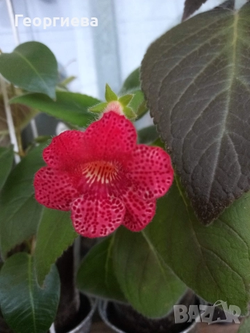 разменям ризоми от колерия, снимка 18 - Стайни растения - 52913679