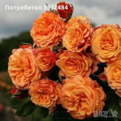 Роза 25, снимка 1 - Градински цветя и растения - 36093533
