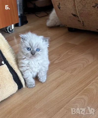 Мъжки котарак за Разплод, снимка 8 - Други - 55964066