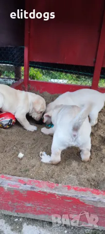 Лабрадор, снимка 5 - Лабрадор ретривър - 42930748