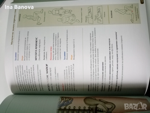 Анатомия на човешкото тяло- Всичко за мускулите, снимка 3 - Енциклопедии, справочници - 52027759