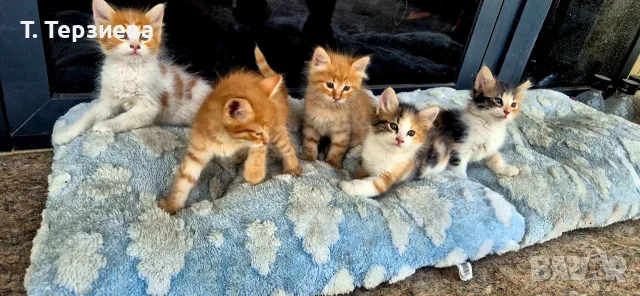 Продавам сибирски котенца , снимка 15 - Сибирски - 55796472