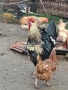 Домашни петли, снимка 1