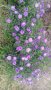 Цветя Астра алпийска – за лятно засаждане в градината, снимка 8