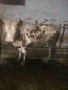 Продавам крави, снимка 2