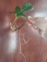 Филодендрон Флорида с корени., снимка 2