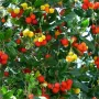 Ягодово дърво/Arbutus unedo (кумарка), снимка 8