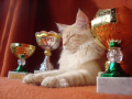 Мейн куун котенца от лицензиран развъдник, снимка 6