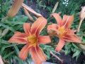 Хемерокалис, снимка 1 - Градински цветя и растения - 35923125