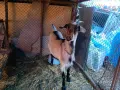 Продавам един пръч и ярета, снимка 6