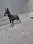 Продавам мъжки пинчер, снимка 4