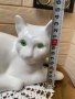 Голяма бяла порцеланова котка със зелени очи, снимка 5