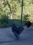 Младо петле, април , снимка 2