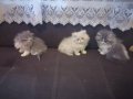 4 персийски котенца, снимка 2