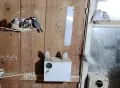 Продавам ято оризарки, снимка 3