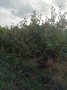 Продавам ябълкова градина, снимка 3