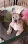 Френски булдог бебе/french bulldog, снимка 1