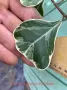 Фикуси различни видове, декоративни растения , снимка 12