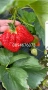 Продавам разсат ягоди , снимка 4