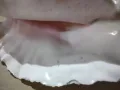 Огромна раковина, снимка 5