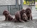 кокерчета момичета и момчета , снимка 2