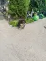 Померан померанче момче Мерле , снимка 1