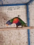 Продавам Многоцветно Лори на една година с ДНК тест за пол,папагалче то е мъжки 0879166611, снимка 4