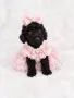 Poodle toy/Пудел Той, снимка 1