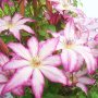 Clematis Tae (Клематис Тае), снимка 1 - Градински цветя и растения - 41430319