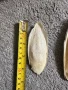 Сепийна кост , снимка 3